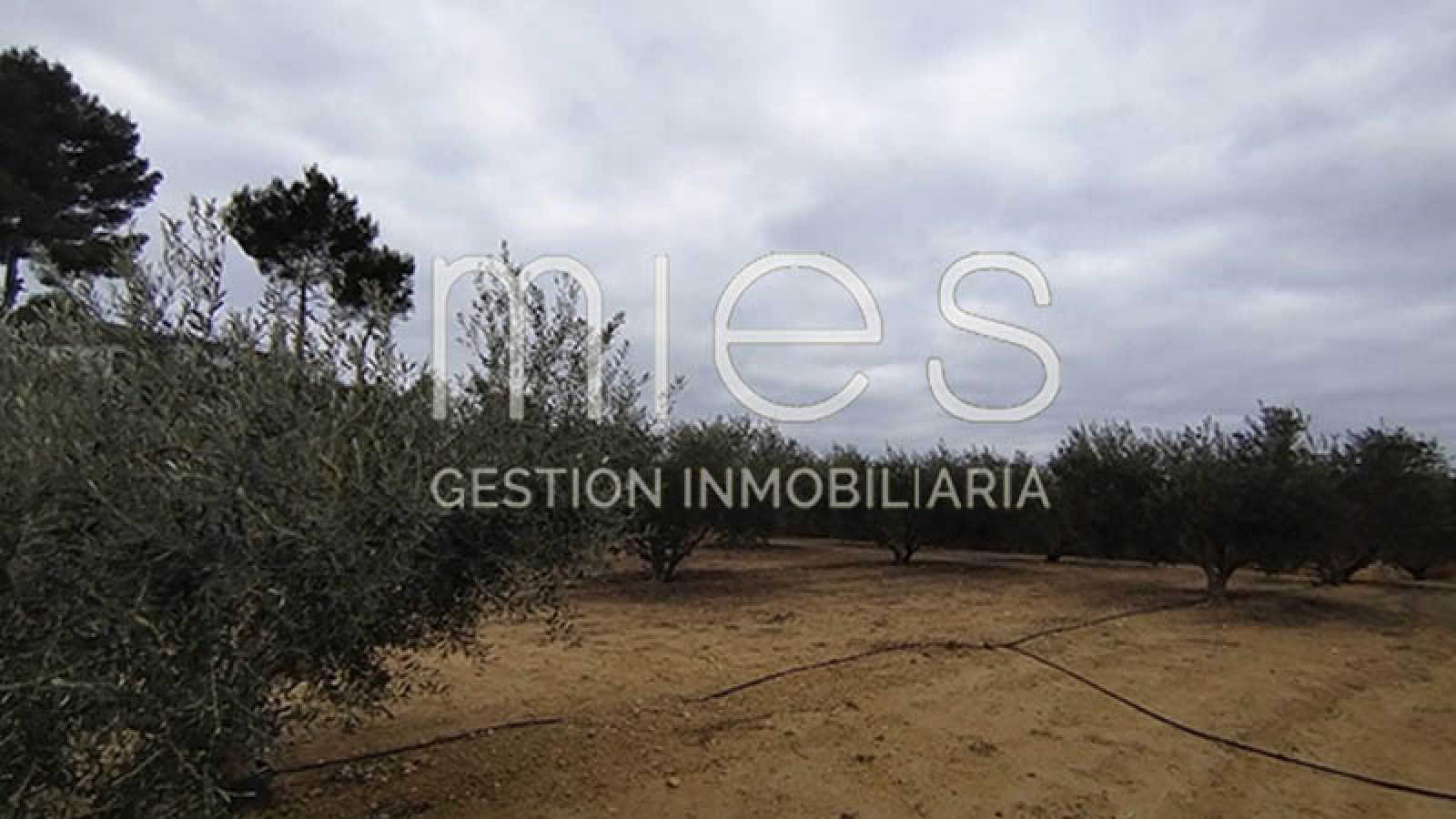 mies inmobiliaria monserrat