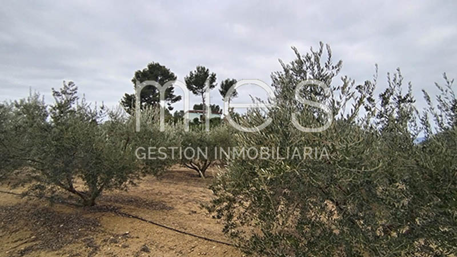 mies inmobiliaria monserrat