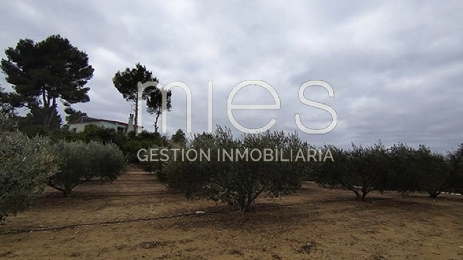 mies inmobiliaria monserrat