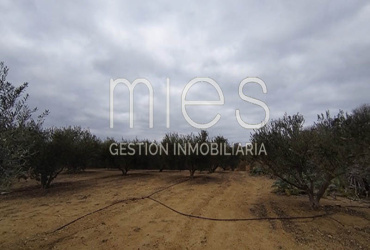 mies inmobiliaria monserrat