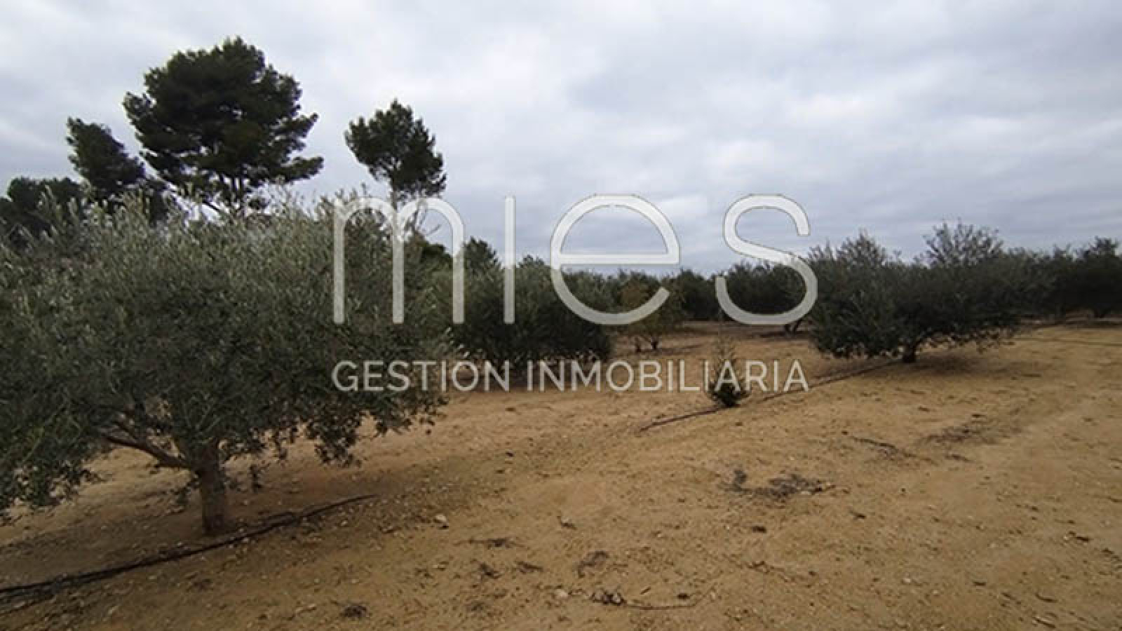 mies inmobiliaria monserrat