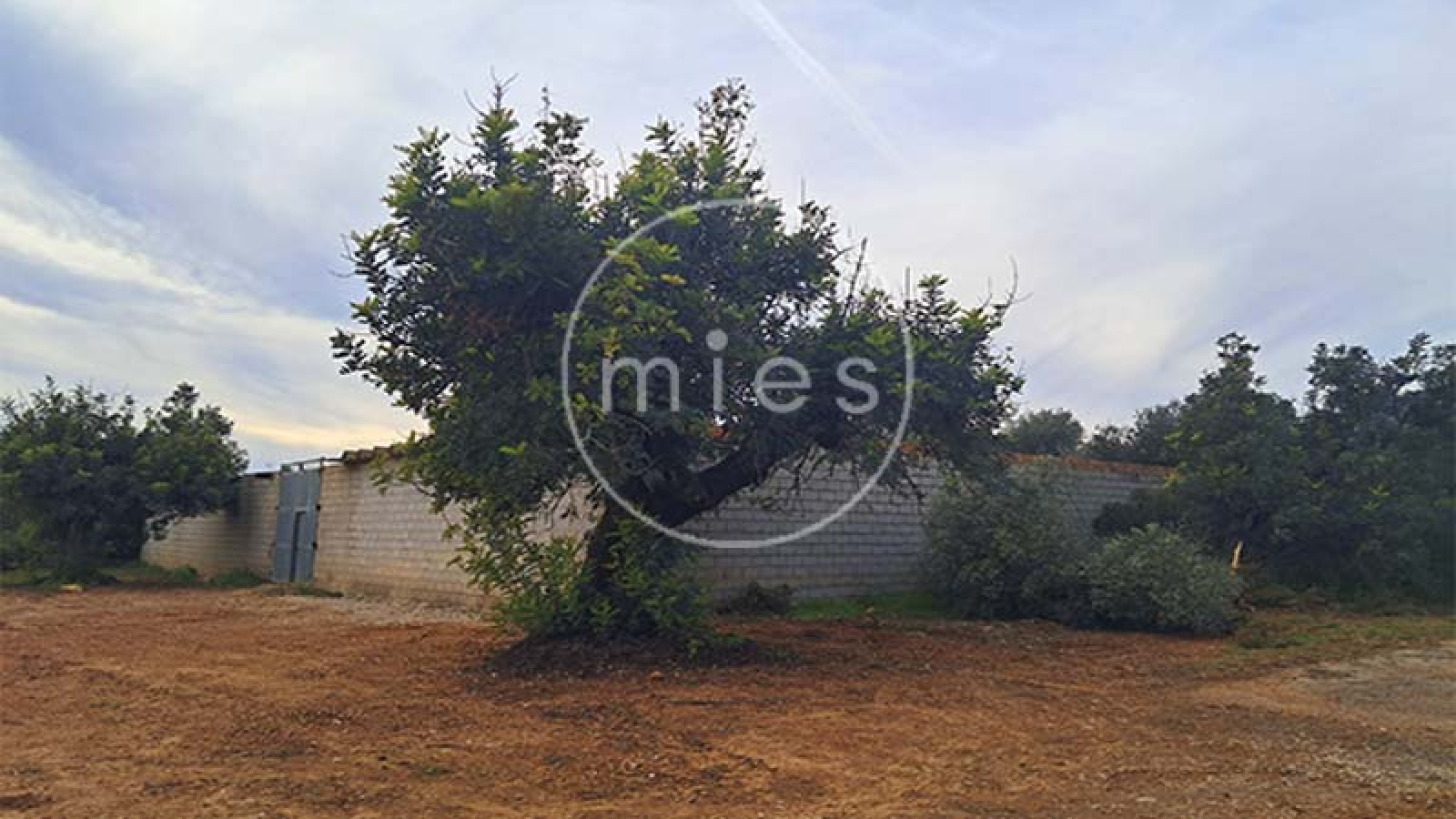 mies inmobiliaria vende local nave  piramide torrent