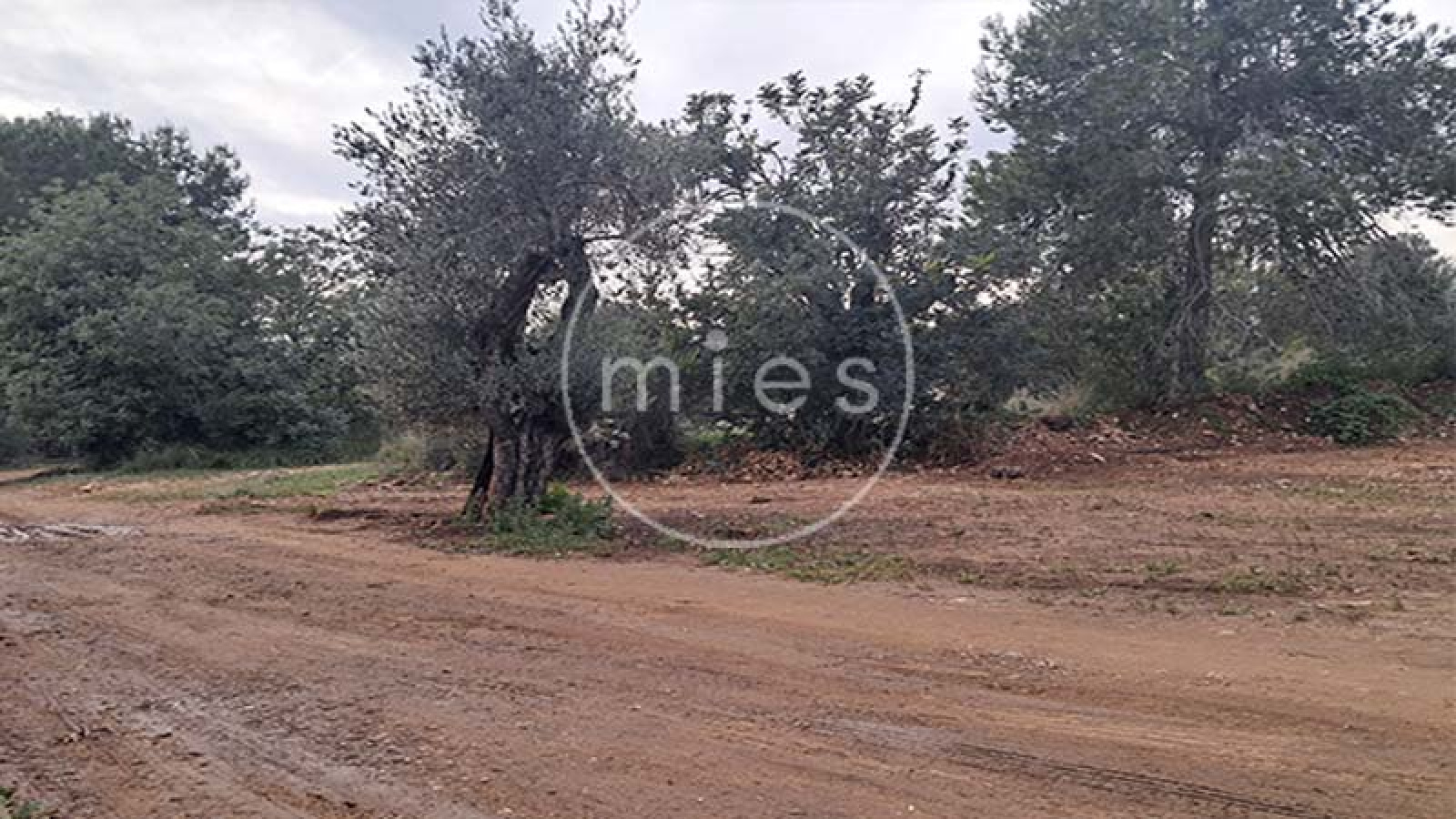 mies inmobiliaria vende local nave  piramide torrent